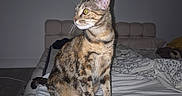 Vénus a rejoint le concours — aidez-le/la à gagner de superbes lots ! cat, tabby_cat, bed, blanket, headboard, furniture, indoor, pet, animal, curious, whiskers, ears, eyes, fur, mammal, cozy, room, sleeping_area, photography, flash