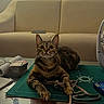 Vénus participe au concours pour gagner de l'argent avec cette photo : cat, tabby, pet, indoor, mat, glass_table, leash, couch, sofa, household_items, curious, wide_eyes, fur, whiskers, domestic, resting, furniture, cozy, relaxed, animal