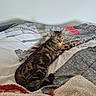 Vénus a rejoint le concours — aidez-le/la à gagner de superbes lots ! cat, tabby_cat, pet, bed, blanket, furniture, indoor, resting, sleepy, striped, cozy, comfort, animal, fur, relaxation, cute, domestic, mammal, home, soft