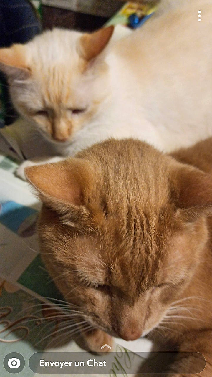 Simba Et Mikey participe au concours pour gagner de l'argent avec cette photo : arabian_mau, asian, australian_mist, carnivore, cat, domestic_short_haired_cat, european_shorthair, fawn, felidae, fur, kitten, mammal, nap, nose, sleep, small_to_medium_sized_cats, tabby_cat, vertebrate, whiskers
