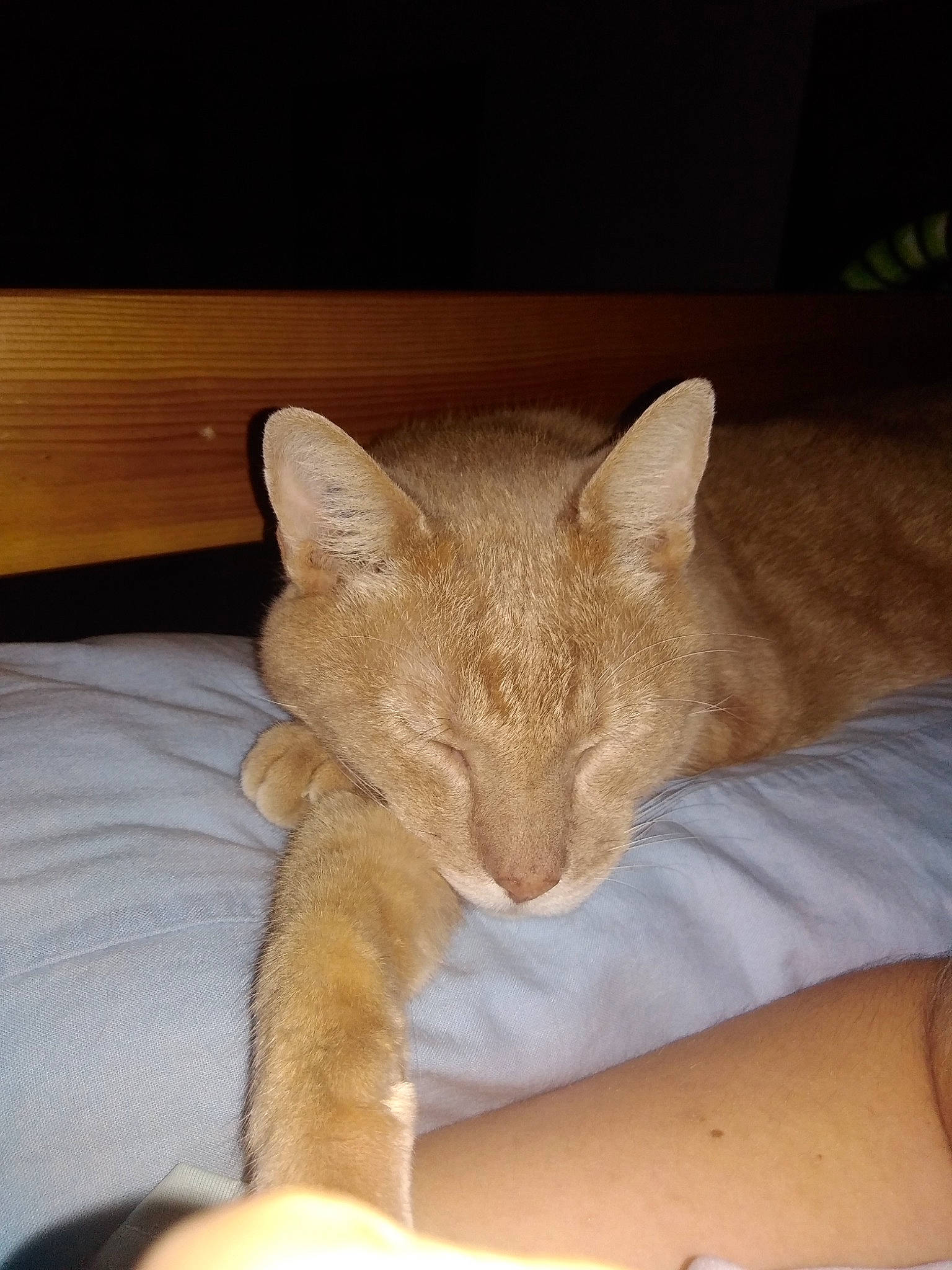 Simba Et Mikey a rejoint le concours — aidez-le/la à gagner de superbes lots ! asian, carnivore, cat, ear, fawn, felidae, kitten, mammal, nap, oriental_longhair, small_to_medium_sized_cats, whiskers