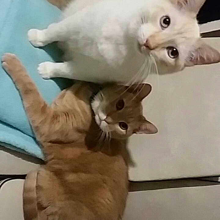 Simba Et Mikey