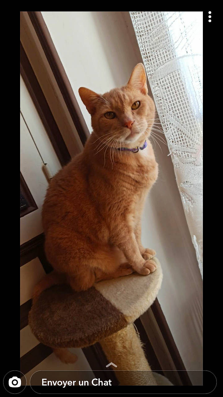 Simba Et Mikey a rejoint le concours — aidez-le/la à gagner de superbes lots ! aegean_cat, asian, british_shorthair, carnivore, cat, chausie, domestic_short_haired_cat, european_shorthair, fawn, felidae, german_rex, mammal, ojos_azules, small_to_medium_sized_cats, tabby_cat, tail, whiskers