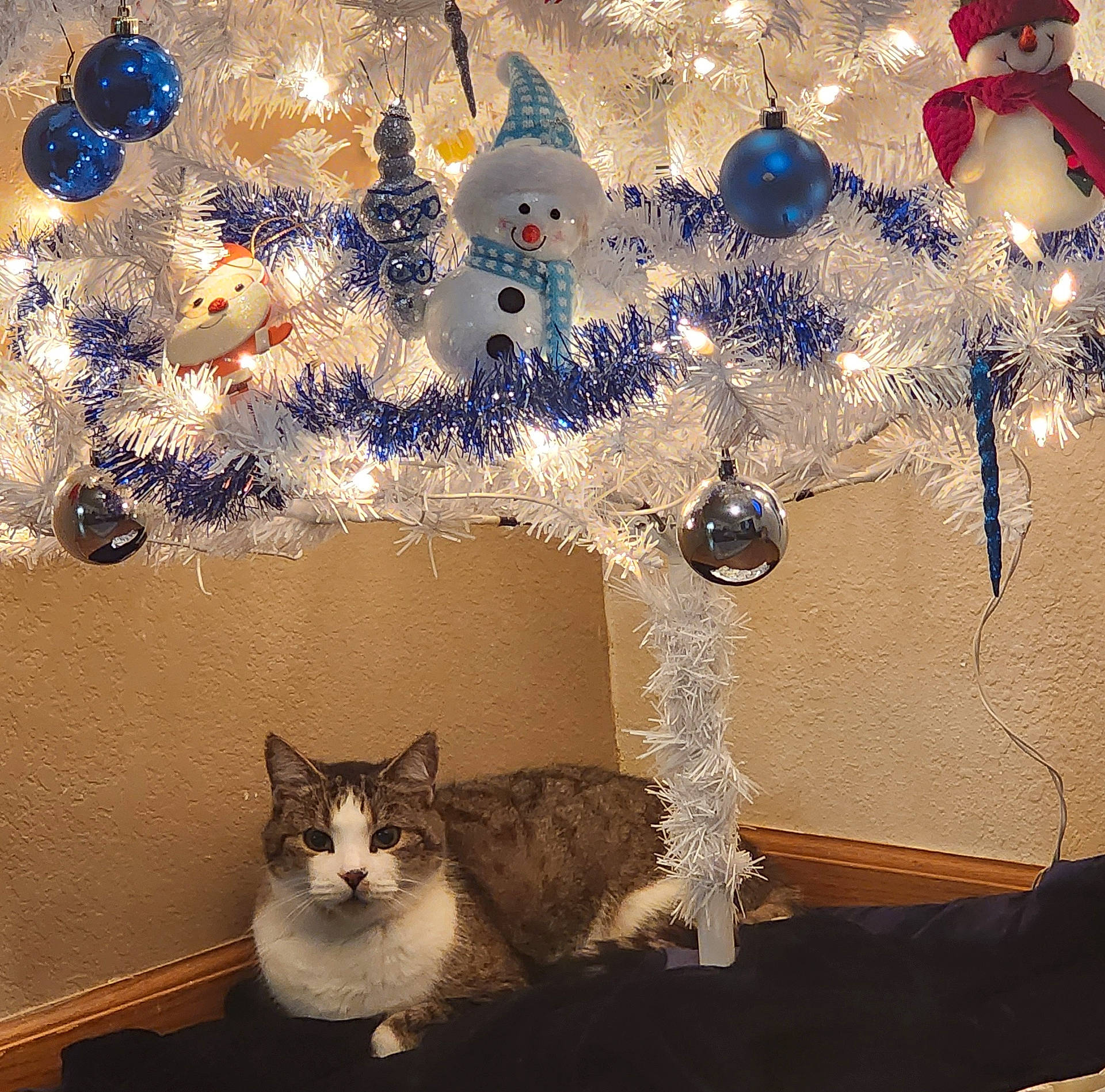 Snowball joined the competition — help win amazing prizes! animal, baby, cat, christmas, christmasdecorations, christmastree, festival, fish, kitten, lighting, manx, nature, outdoors, person, pet, sealife, snow, snowman, winter, wood
