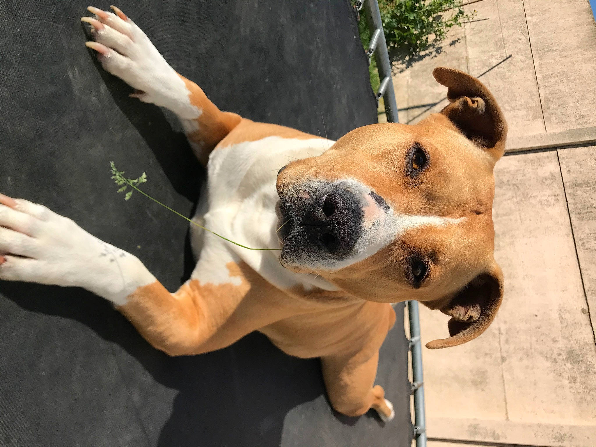 Moly a rejoint le concours — aidez-le/la à gagner de superbes lots ! ancient_dog_breeds, aspin, canidae, carnivore, dog, dog_breed, fawn, feist, fox_terrier, snout, street_dog