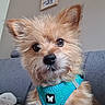 Crumble a rejoint le concours — aidez-le/la à gagner de superbes lots ! dog, small_dog, fluffy, turquoise_harness, pet, closeup, indoor, couch, furniture, cute, curious, brown_fur, black_nose, ears_up, face, whiskers, home, wall_art, portrait, sitting