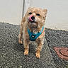 Crumble participe au concours pour gagner de l'argent avec cette photo : dog, small_dog, blue_harness, tongue_out, outdoor, pavement, white_wall, manhole_cover, fur, pet, animal, cute, standing, playful, scruffy, canine, leash, sidewalk, expression, close_up