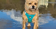 Crumble a rejoint le concours — aidez-le/la à gagner de superbes lots ! dog, small_dog, fluffy, harness, reflection, water, beach, sand, outdoor, nature, sky_reflection, calm, animal, pet, standing, brown_dog, shallow_water, daytime, scenic, cute