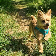 Crumble participe au concours pour gagner de l'argent avec cette photo : dog, small_dog, running, grass, path, outdoor, sunlight, happy, blue_harness, ears_up, mouth_open, nature, greenery, pet, canine, fur, excited, joyful, active, daytime