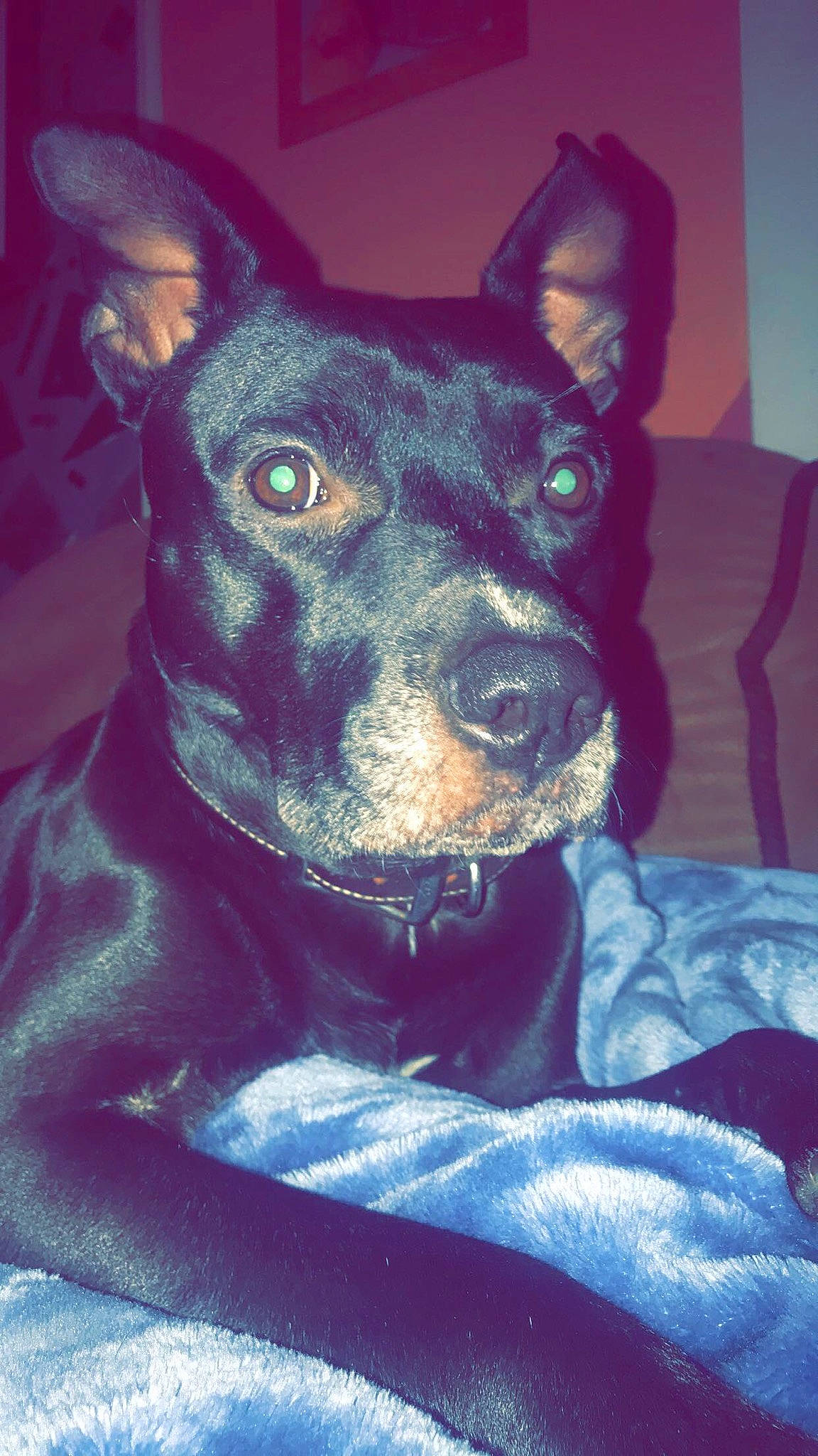 Haze is registered to the contest to win money with this photo: canidae, carnivore, collar, companion_dog, dog, dog_breed, dog_collar, ear, electric_blue, fawn, fur, guard_dog, jaw, non_sporting_group, snout, sporting_group, toy_dog, whiskers, working_animal, working_dog