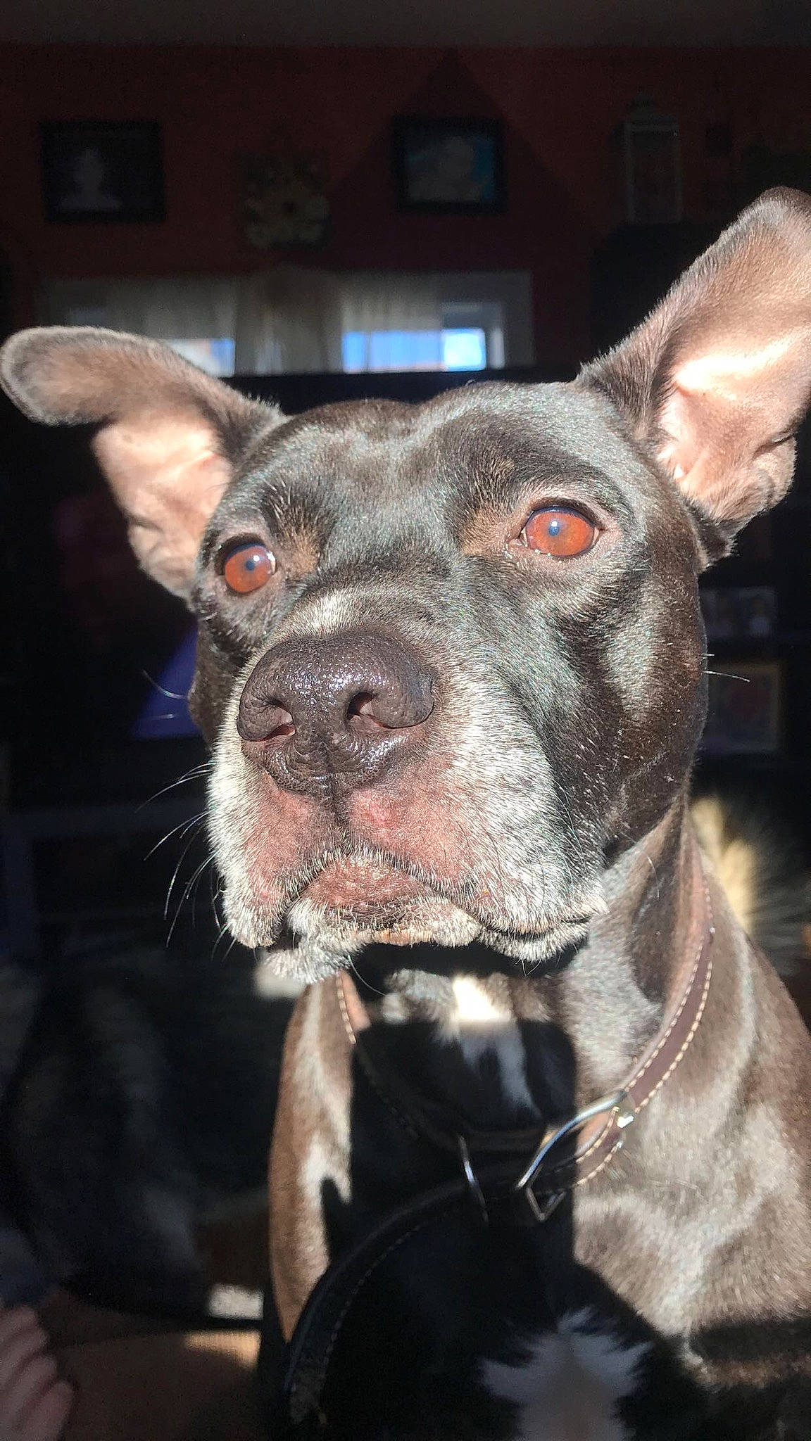 Haze is registered to the contest to win money with this photo: canidae, carnivore, collar, companion_dog, dog, dog_breed, dog_collar, ear, fawn, fur, jaw, liver, non_sporting_group, snout, sporting_group, whiskers, working_animal, working_dog