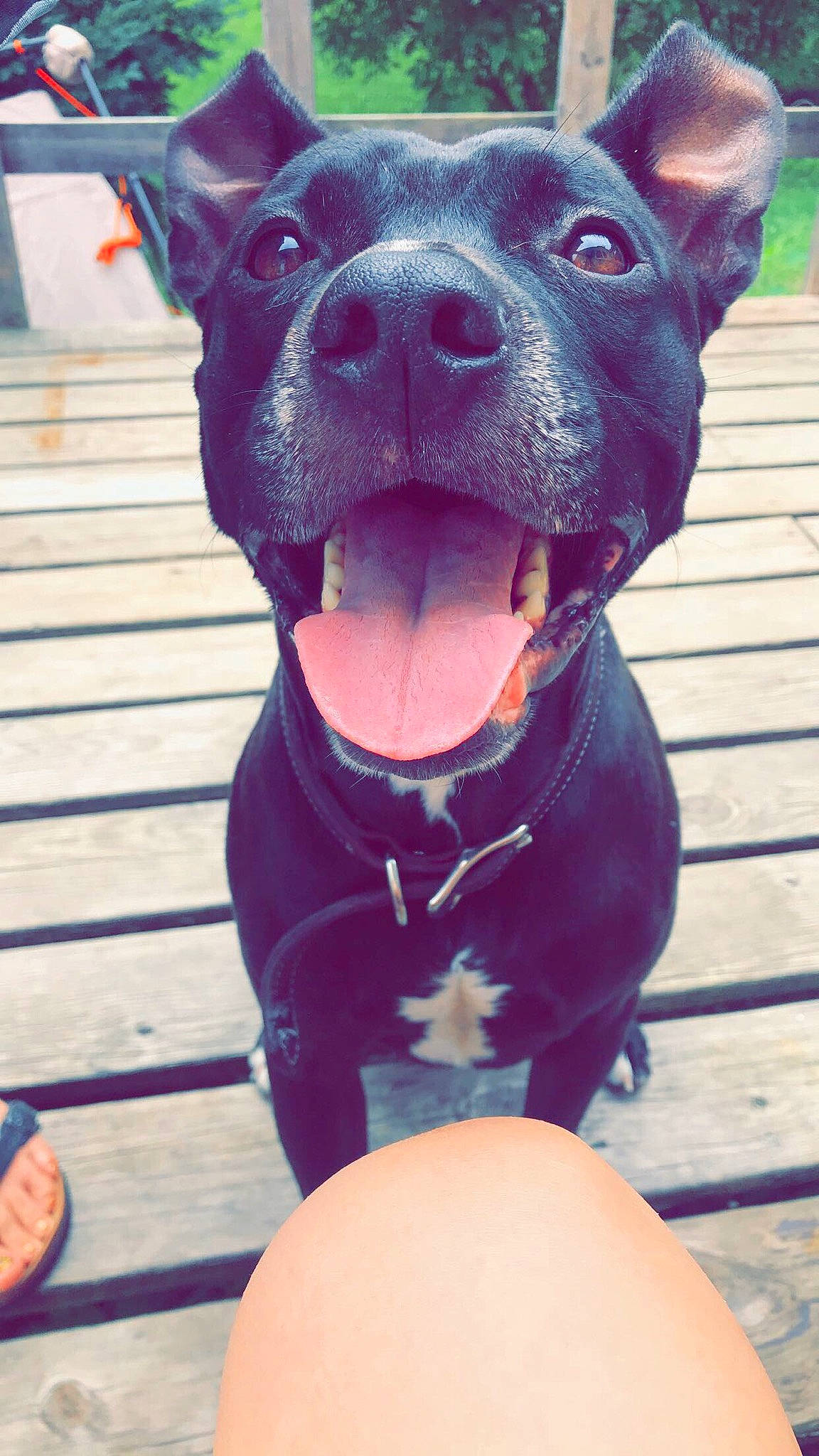 Haze is registered to the contest to win money with this photo: art, canidae, carnivore, collar, companion_dog, dog, dog_breed, dog_collar, electric_blue, fawn, light, non_sporting_group, pink, selfie, snout, sporting_group, white, wood, working_animal, working_dog