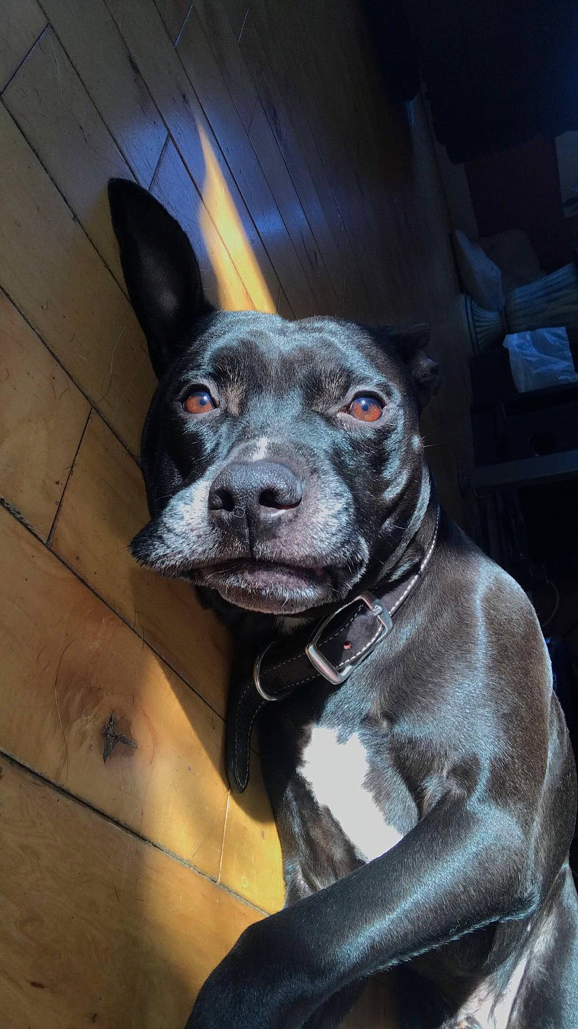 Haze is registered to the contest to win money with this photo: art, borador, canidae, carnivore, collar, companion_dog, dog, dog_breed, dog_collar, ear, fawn, fur, grey, guard_dog, liver, snout, sporting_group, whiskers, working_animal, working_dog