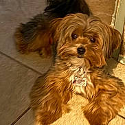 Blue joined the competition — help win amazing prizes! animal, brown_fur, canine, collar, companionship, cute, dog, domestic_animal, face, fluffy, friendly, fur, home, indoor, lying_down, paw, pet, relaxed, small_dog, tile_floor