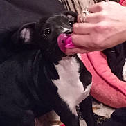 Duke is registered to the contest to win money with this photo: puppy, dog, black_and_white, indoor, hand, pacifier, pet, curious, blanket, cozy, playful, fur, ears, nose, floor, animal, young, domestic, mammal, cute