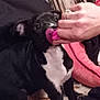 puppy, dog, black_and_white, indoor, hand, pacifier, pet, curious, blanket, cozy, playful, fur, ears, nose, floor, animal, young, domestic, mammal, cute