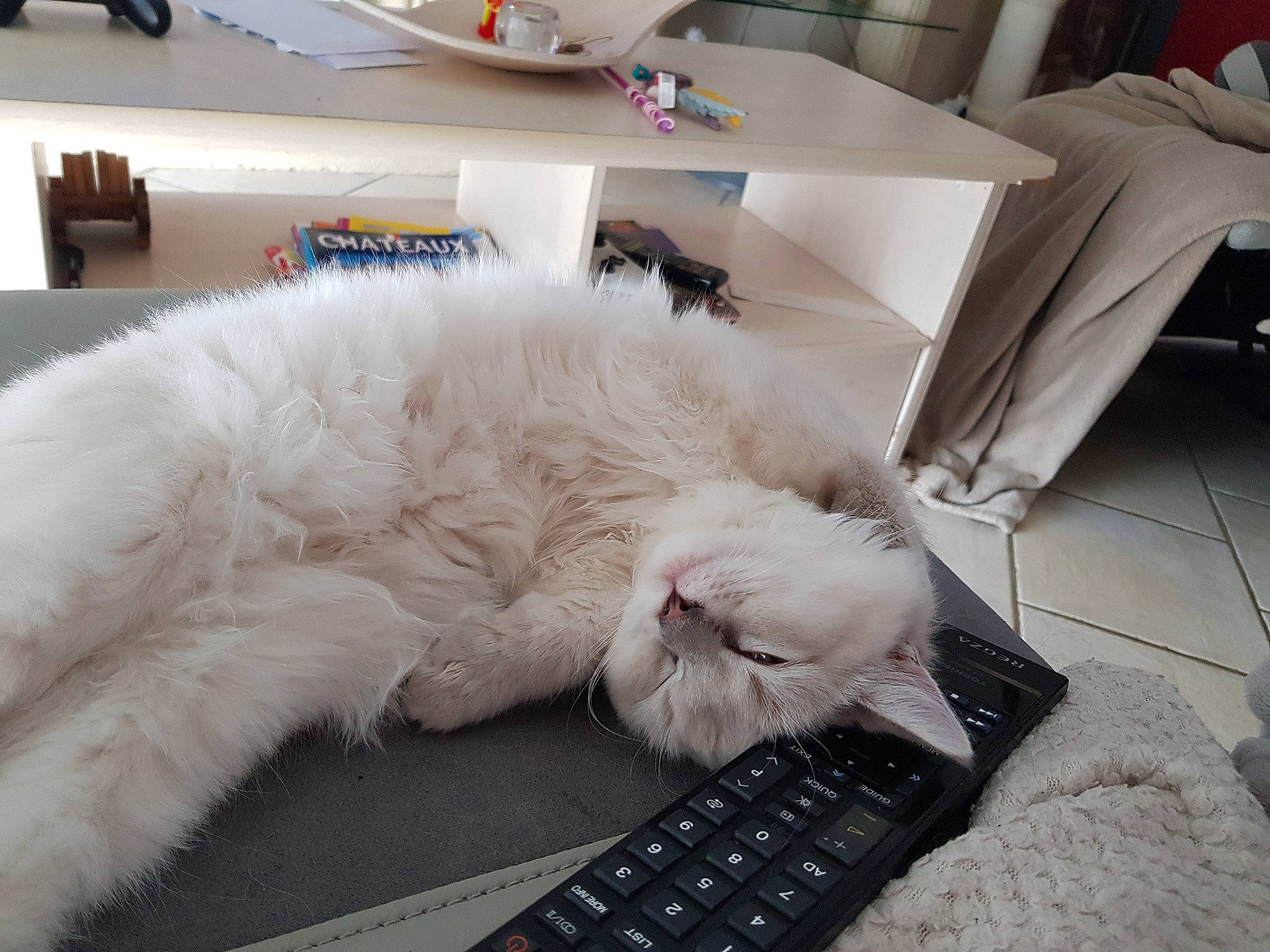 Suzy a rejoint le concours — aidez-le/la à gagner de superbes lots ! bed, carnivore, cat, comfort, computer, computer_keyboard, domestic_short_haired_cat, felidae, flooring, fur, input_device, mouse, nap, netbook, office_equipment, paw, small_to_medium_sized_cats, space_bar, tail, whiskers