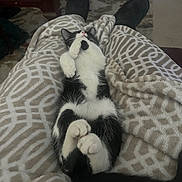 Ziggy Stardust is registered to the contest to win money with this photo: cat, black_and_white_cat, pet, animal, lying_down, belly_up, paws, whiskers, pink_nose, indoor, living_room, blanket, patterned_blanket, cozy, relaxed, slippers, legs, rug, coffee_table, portrait