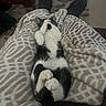 cat, black_and_white_cat, pet, animal, lying_down, belly_up, paws, whiskers, pink_nose, indoor, living_room, blanket, patterned_blanket, cozy, relaxed, slippers, legs, rug, coffee_table, portrait