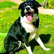 Turbo joined the competition — help win amazing prizes! animal, black_and_white, canine, collar, daytime, dog, domestic_animal, fur, garden, grass, grass_field, happy, nature, outdoor, pet, playful, sitting, smiling, sunlight, tongue_out