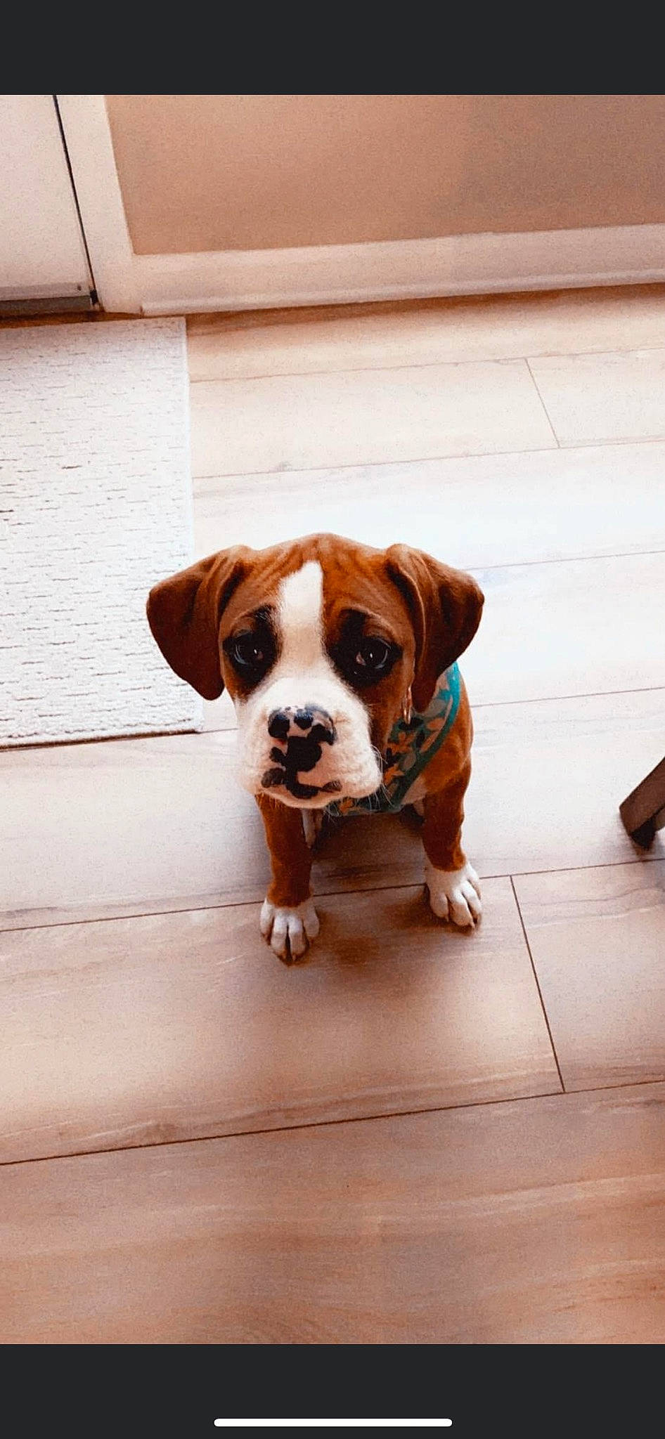 Millie joined the competition — help win amazing prizes! carnivore, collar, companion_dog, dog, dog_breed, dog_collar, fawn, floor, flooring, hardwood, hound, liver, paw, snout, sporting_group, tail, window, wood, working_animal, working_dog