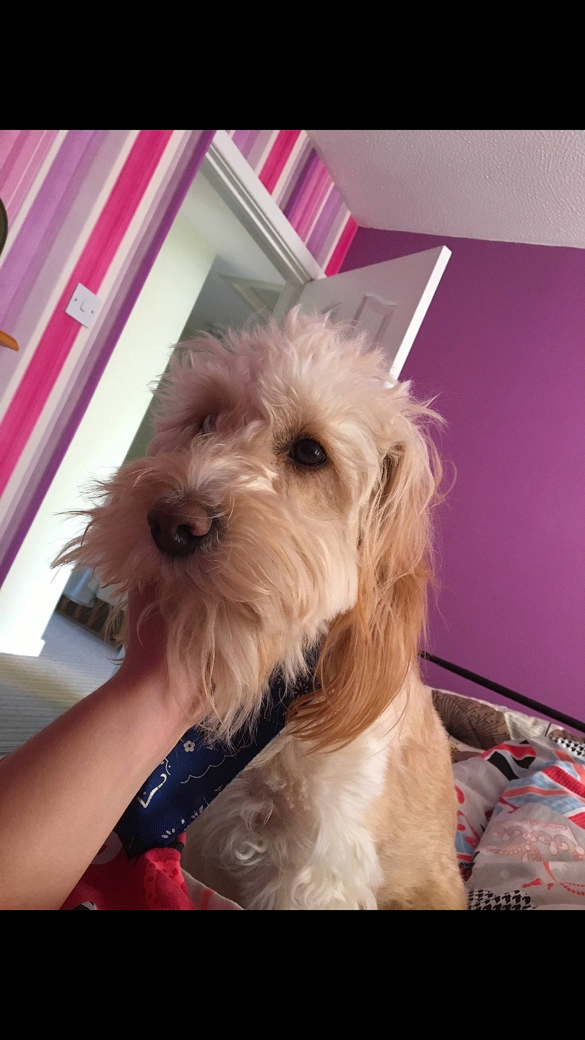 Colin joined the competition — help win amazing prizes! canidae, carnivore, cockapoo, companion_dog, dog, dog_breed, glen_of_imaal_terrier, irish_soft_coated_wheaten_terrier, maltepoo, mammal, morkie, petit_basset_griffon_vendeen, puppy, schnoodle, shih_tzu, small_terrier, snout, sporting_lucas_terrier, terrier, vertebrate