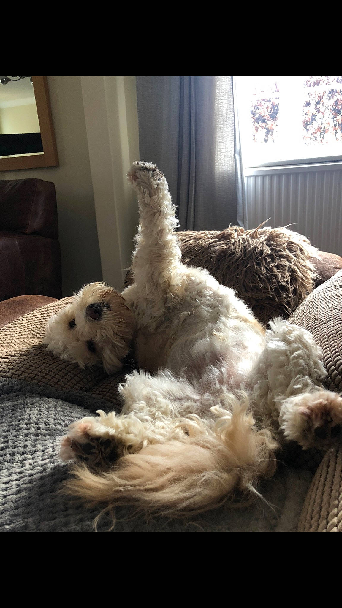 Colin is registered to the contest to win money with this photo: canidae, carnivore, cockapoo, dog, dog_breed, fur, goldendoodle, irish_soft_coated_wheaten_terrier, labradoodle, lagotto_romagnolo, non_sporting_group, puppy, spanish_water_dog, sporting_group, terrier, toy_dog