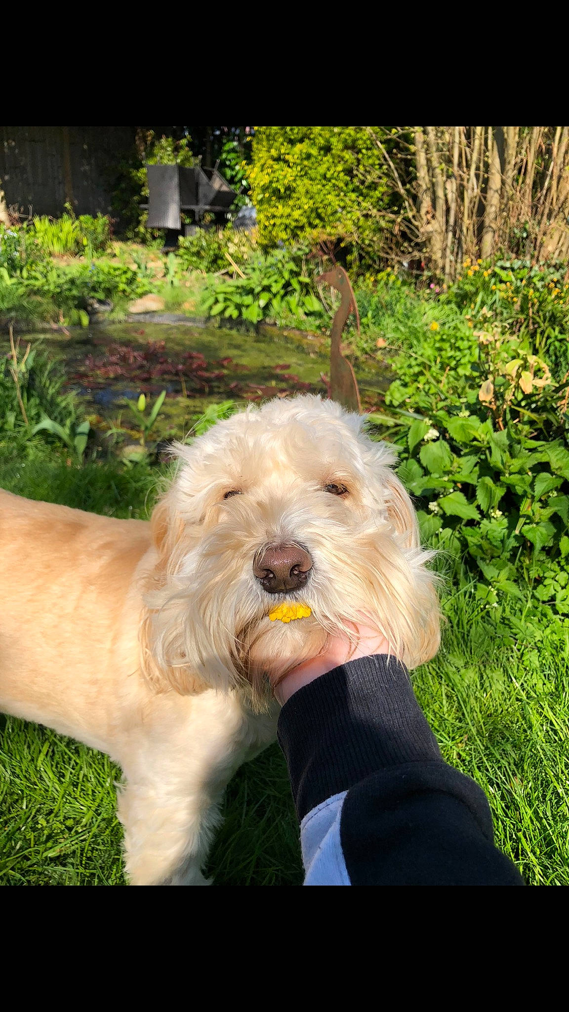 Colin joined the competition — help win amazing prizes! briquet_griffon_vendeen, canidae, carnivore, cockapoo, companion_dog, dog, dog_breed, glen_of_imaal_terrier, goldendoodle, grass, irish_soft_coated_wheaten_terrier, labradoodle, mammal, petit_basset_griffon_vendeen, rare_breed_dog, sapsali, sporting_group, sporting_lucas_terrier, terrier, vertebrate