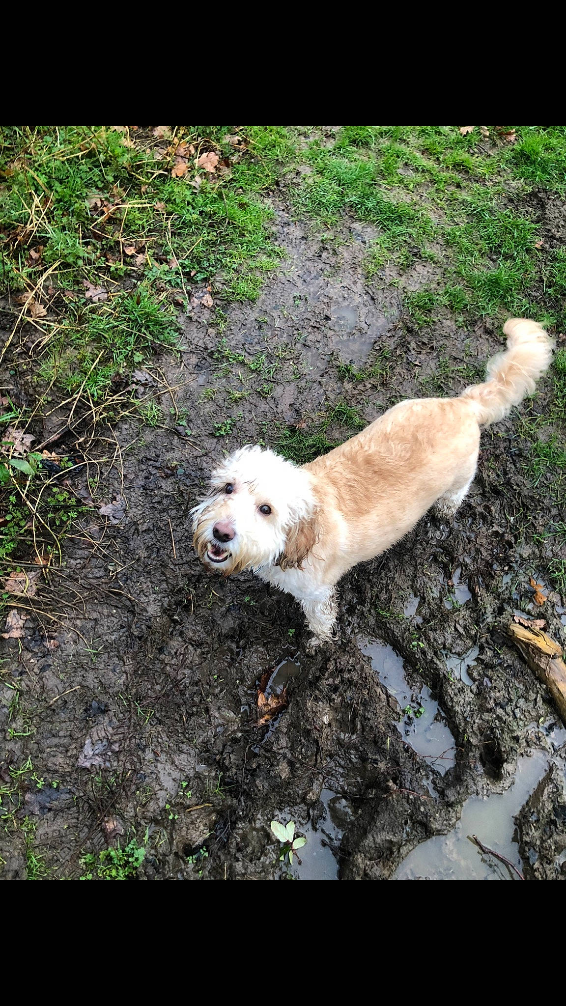 Colin joined the competition — help win amazing prizes! canidae, carnivore, cavachon, cockapoo, companion_dog, dog, dog_breed, golden_retriever, great_pyrenees, labradoodle, mammal, puppy, retriever, sporting_group, vertebrate