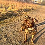 Valse participe au concours pour gagner de l'argent avec cette photo : alert, animal, brindle, brown, canine, collar, daylight, dirt_path, dog, ears, grass, harness, nature, outdoor, pet, shadow, snout, standing, sunlight, urban_background