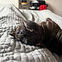 animal, bedroom, blanket, canine, closeup, cozy, cute, dog, domestic, expression, fur, indoor, lying_down, pet, playful, quilted, resting, sleepy, smiling, teeth