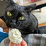 Quassim a rejoint le concours — aidez-le/la à gagner de superbes lots ! black_cat, blanket, cat, close_up, cozy, domestic_animal, feline, food, furniture, green_eyes, hand, indoor, licking, nail, person, pet, strawberries, striped_blanket, table, whipped_cream