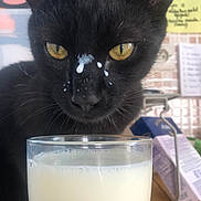 Quassim participe au concours pour gagner de l'argent avec cette photo : animal, black_cat, cat, closeup, curious, domestic_cat, droplets, face, feline, glass, indoor, kitchen, looking, milk, milk_carton, nose, pet, table, whiskers, yellow_eyes