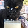 animal, black_cat, cat, closeup, curious, domestic_cat, droplets, face, feline, glass, indoor, kitchen, looking, milk, milk_carton, nose, pet, table, whiskers, yellow_eyes
