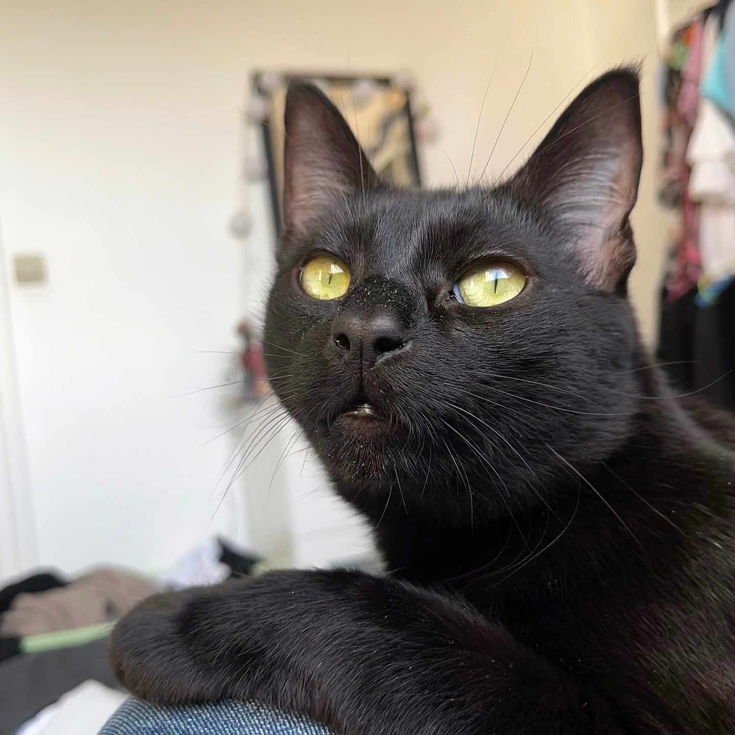 Quassim a rejoint le concours — aidez-le/la à gagner de superbes lots ! animal, black_cat, cat, close_up, cozy, cute, denim, domestic_cat, feline, fur, household, indoor, looking_up, mammal, paw, pet, portrait, relaxed, whiskers, yellow_eyes