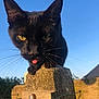 Quassim participe au concours pour gagner de l'argent avec cette photo : animal, black_cat, cat, close_up, curious, daylight, ears, fence, mammal, nature, nose, outdoor, pet, post, sky, sunlight, tongue_out, whiskers, wood, yellow_eyes