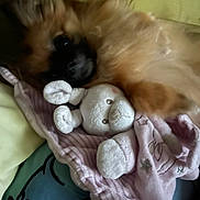 Stitch a rejoint le concours — aidez-le/la à gagner de superbes lots ! dog, stuffed_animal, blanket, pink, toy, cozy, bedspread, brown, fur, lying_down, snuggle, soft, cute, indoors, resting, plush, comfort, animal, sleepy, warm