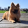 animal, blue_sky, canine, cute, daylight, dog, domestic_animal, fluffy, furry, grass, nature, outdoor, pet, pomeranian, portrait, relaxed, sitting, small_dog, sunny, wooden_surface
