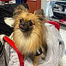 Stitch participe au concours pour gagner de l'argent avec cette photo : animal, blanket, coat, companion, cute, cute_pet, dog, domestic, expression, fluffy, fur, furniture, household, indoor, looking_up, pet, red_chair, sitting, small_dog, tongue_out