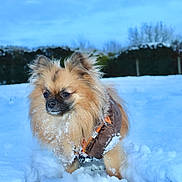 Stitch a rejoint le concours — aidez-le/la à gagner de superbes lots ! animal, blue_sky, bushes, canine, cold, curious, daytime, dog, fluffy, fur, jacket, nature, outdoor, pet, portrait, small_dog, snow, snowflakes, walking, winter