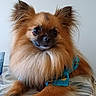 Stitch a rejoint le concours — aidez-le/la à gagner de superbes lots ! animal, blue_shirt, brown_fur, calm, canine, cute, dog, domestic_animal, ear, face, fluffy, fur, indoor, long_fur, looking, pet, sitting, small_dog, table, tablecloth