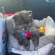 Booly participe au concours pour gagner de l'argent avec cette photo : puppy, dog, pet, dog_bed, harness, toy, blanket, car_interior, quilted, cute, fluffy, young_dog, animal, indoor, resting, soft, comfort, travel, seat, cozy