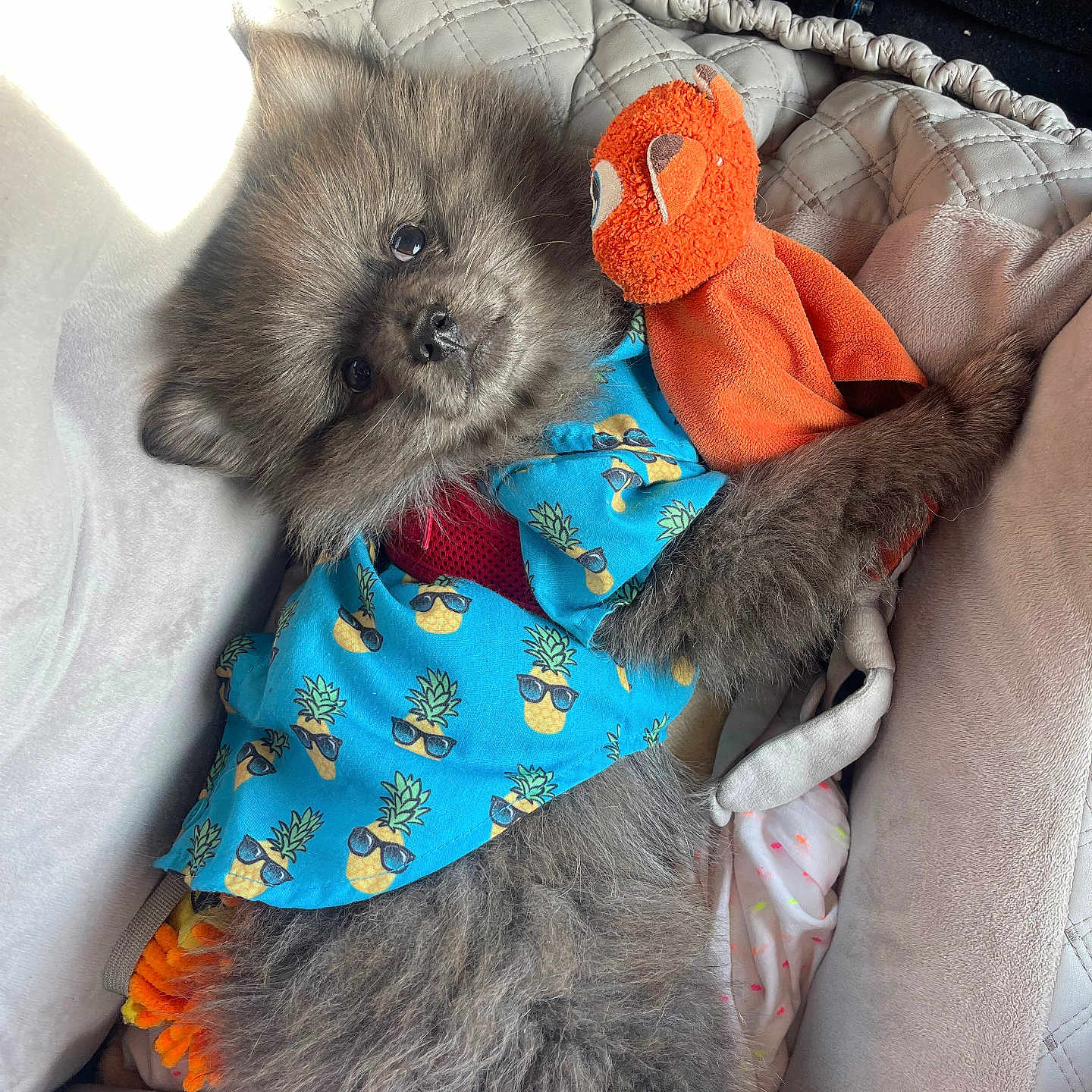 Booly a rejoint le concours — aidez-le/la à gagner de superbes lots ! dog, fluffy, puppy, blue_shirt, pineapple_pattern, plush_toy, orange_toy, cuddling, blanket, quilted, cushion, cozy, indoor, pet, cute, lying_down, soft_toys, sunlight, comfort, resting