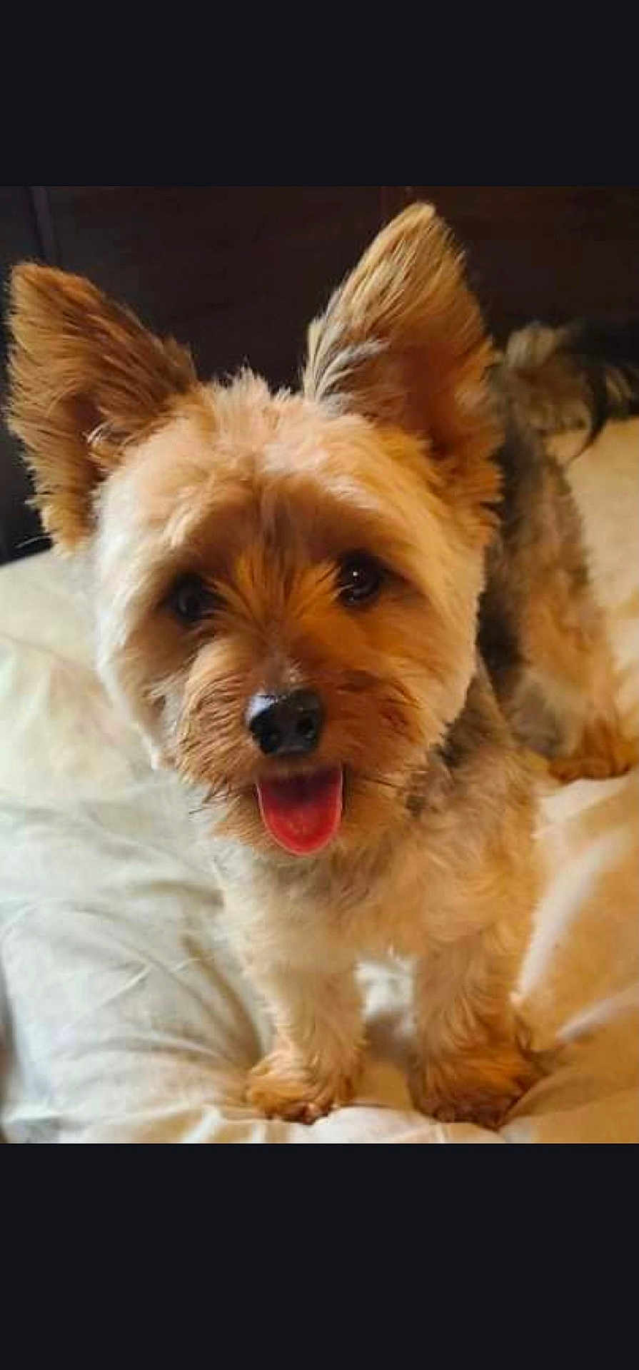 Prince joined the competition — help win amazing prizes! dog, small_dog, fluffy, ears, tongue_out, bed, white_bed, pet, animal, cute, fur, happy, indoor, looking_at_camera, close_up, portrait, domestic_animal, friendly, canine, companion