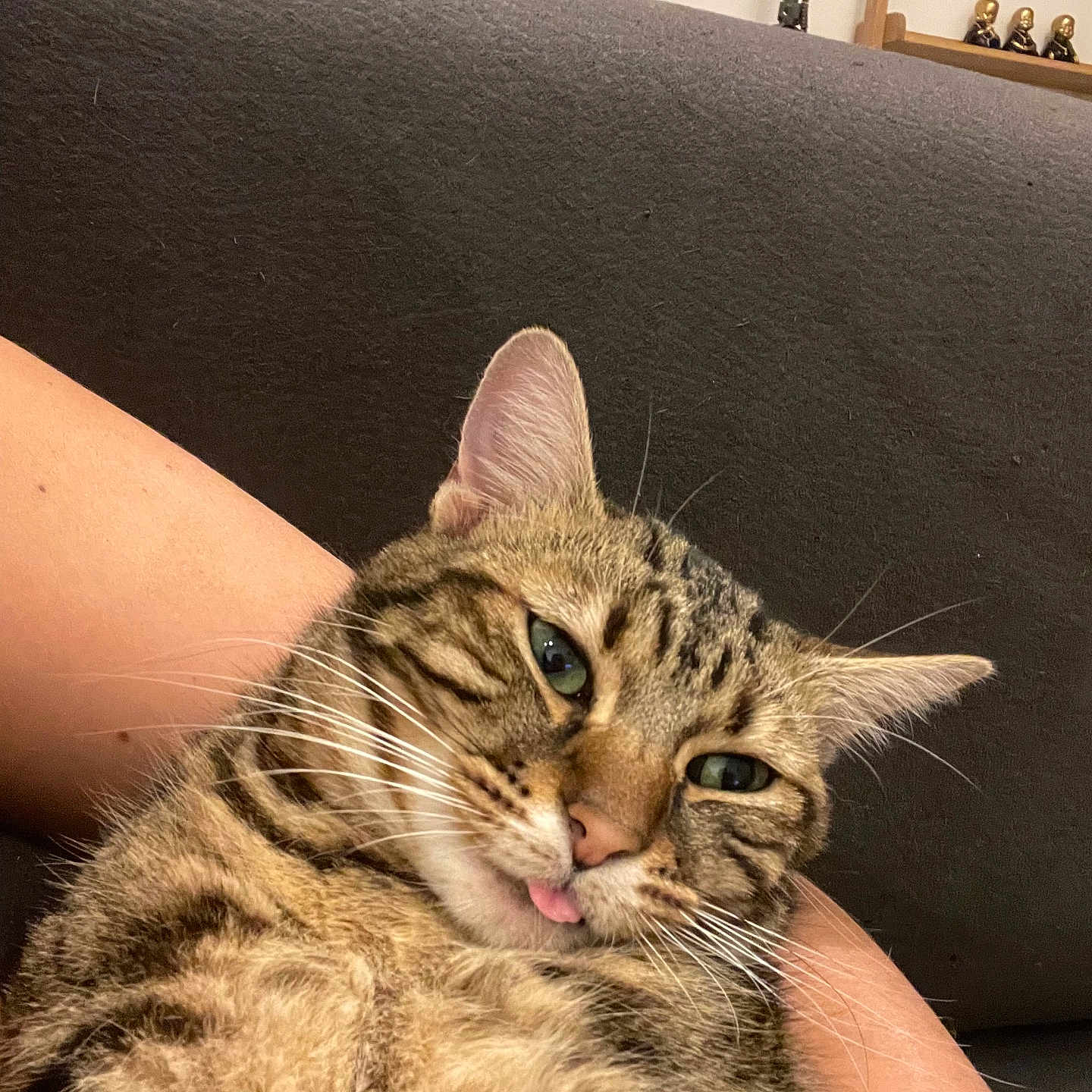Ragnard participe au concours pour gagner de l'argent avec cette photo : animal, arm, cat, close_up, companion, couch, cute, domestic, feline, funny_face, fur, indoor, mammal, pet, relaxed, resting, striped, tabby, tongue_out, whiskers