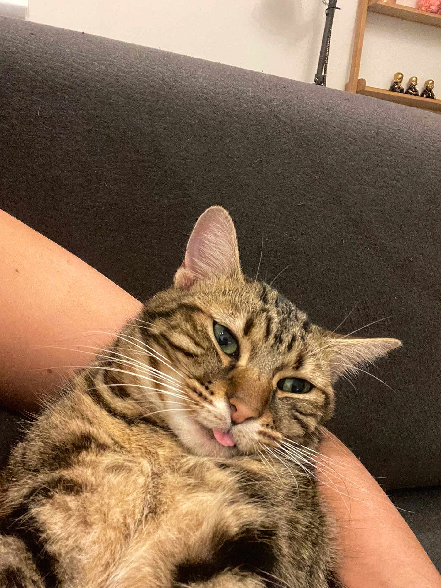 Ragnard participe au concours pour gagner de l'argent avec cette photo : cat, tabby, pet, animal, tongue_out, close_up, fur, whiskers, relaxed, indoor, couch, arm, cute, mammal, striped, domestic, feline, resting, funny_face, companion