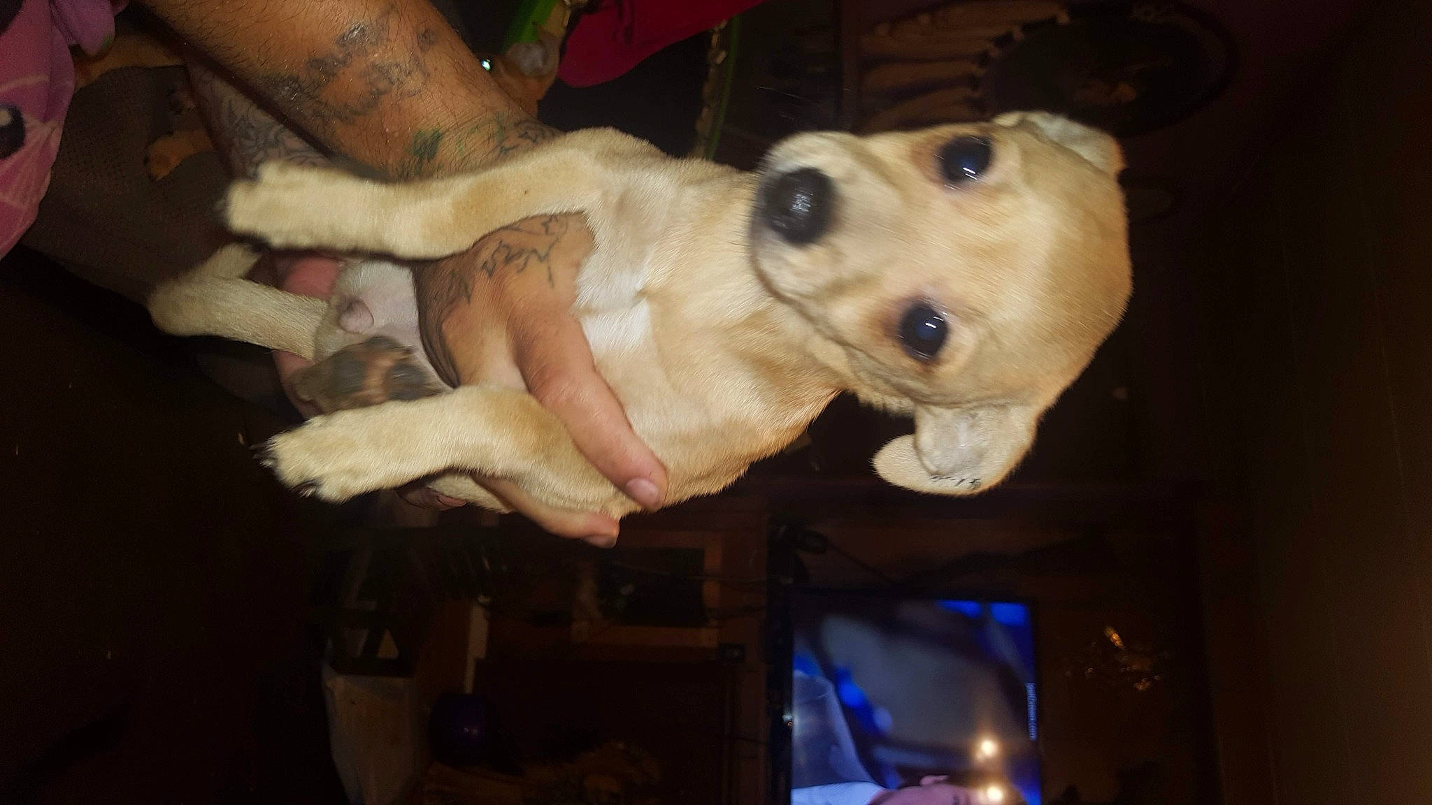 Choppo joined the competition — help win amazing prizes! canidae, carnivore, companion_dog, dog, dog_breed, dog_supply, fawn, fur, pet_supply, snout, sporting_group, vertebrate, working_animal