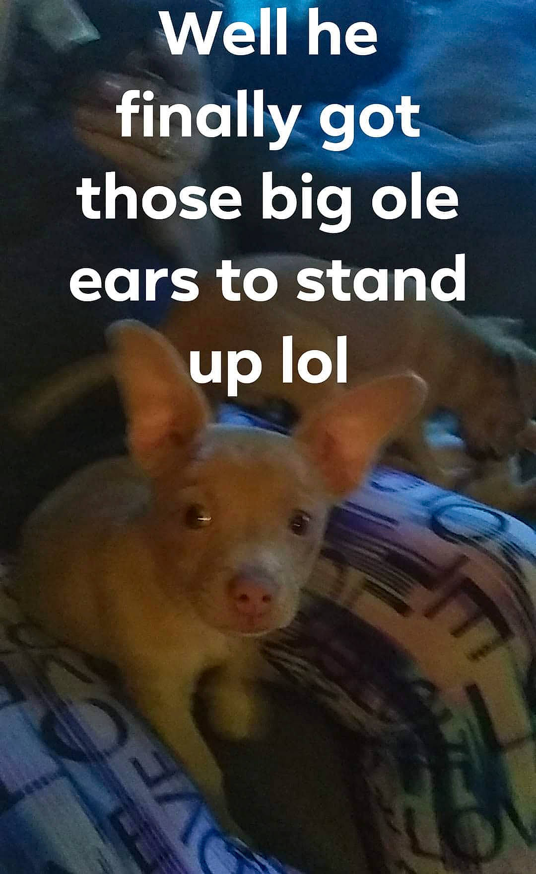 Choppo joined the competition — help win amazing prizes! fawn, iris, organ, organism, photo_caption, photography, plaid, skin, snapshot, snout, terrestrial_animal, vertebrate, whiskers