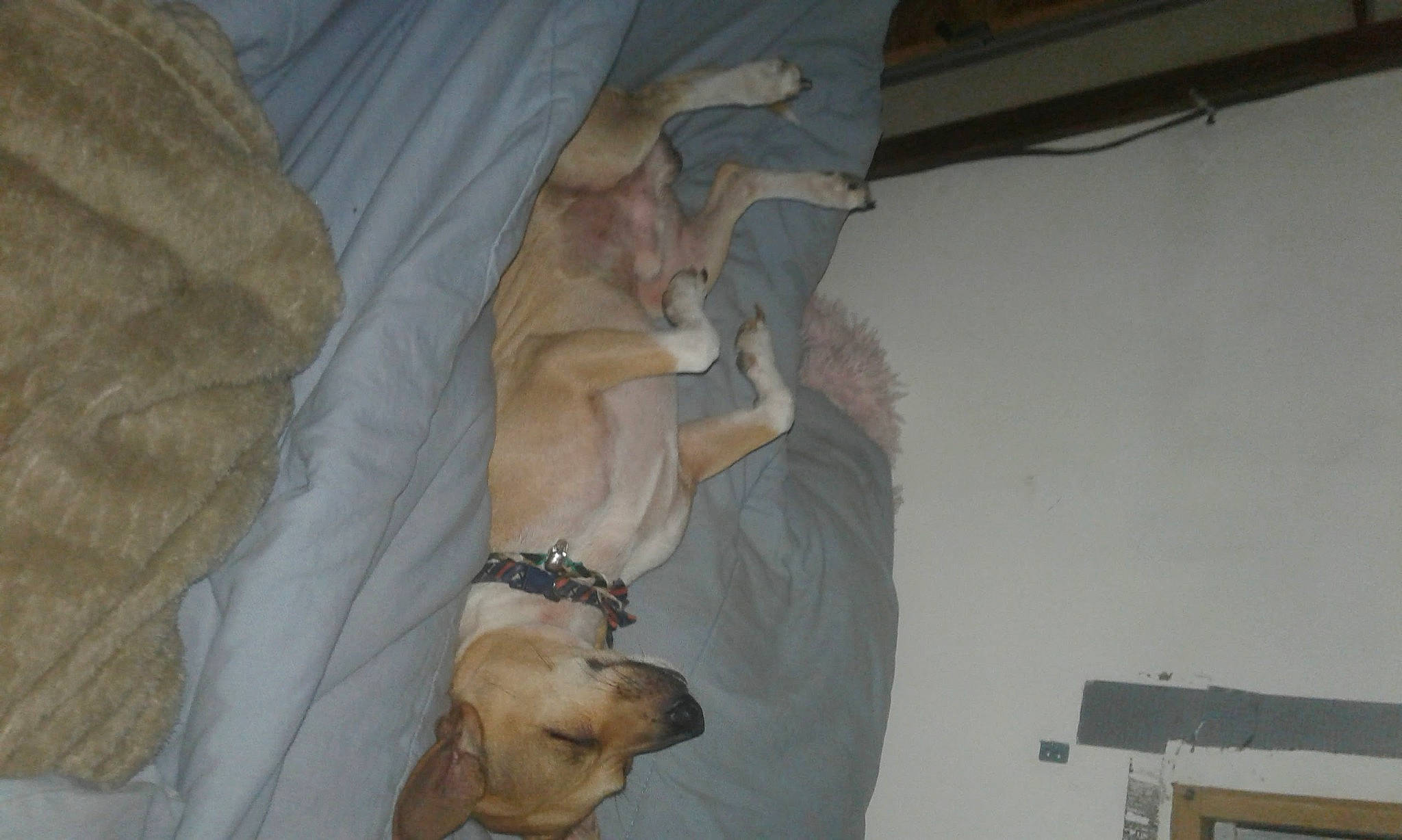 Bo Jones joined the competition — help win amazing prizes! canidae, carnivore, collar, companion_dog, dog, dog_breed, dog_collar, fawn, mammal, pet_supply, snout, sporting_group, working_animal, working_dog