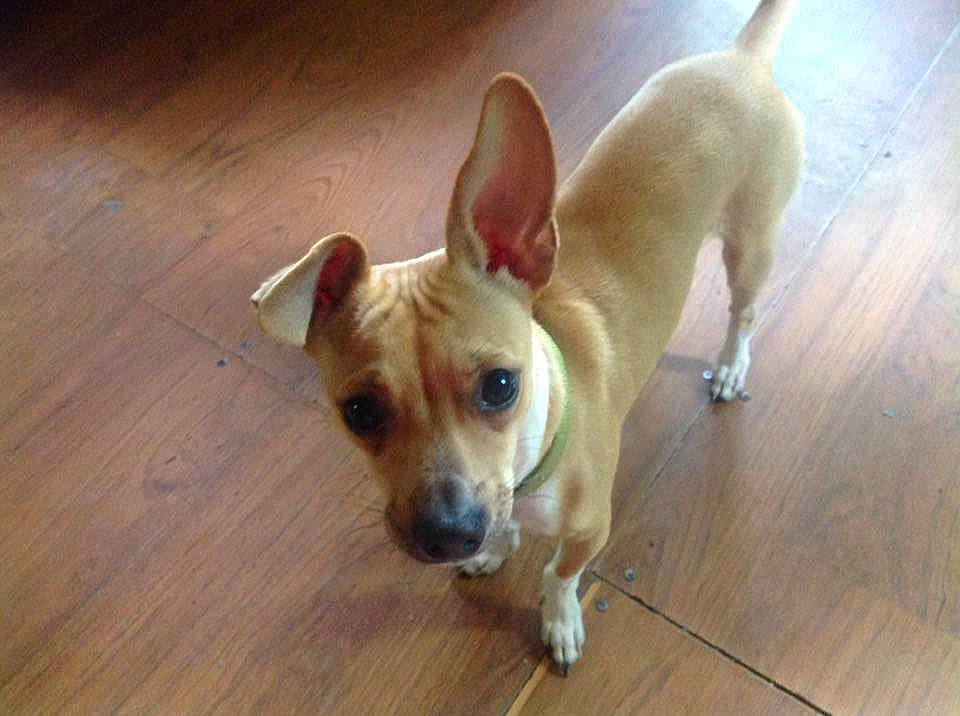 Bo Jones joined the competition — help win amazing prizes! canidae, carnivore, collar, companion_dog, dog, dog_breed, fawn, floor, flooring, hardwood, laminate_flooring, plywood, snout, sporting_group, tail, varnish, wood, wood_flooring, wood_stain, working_animal